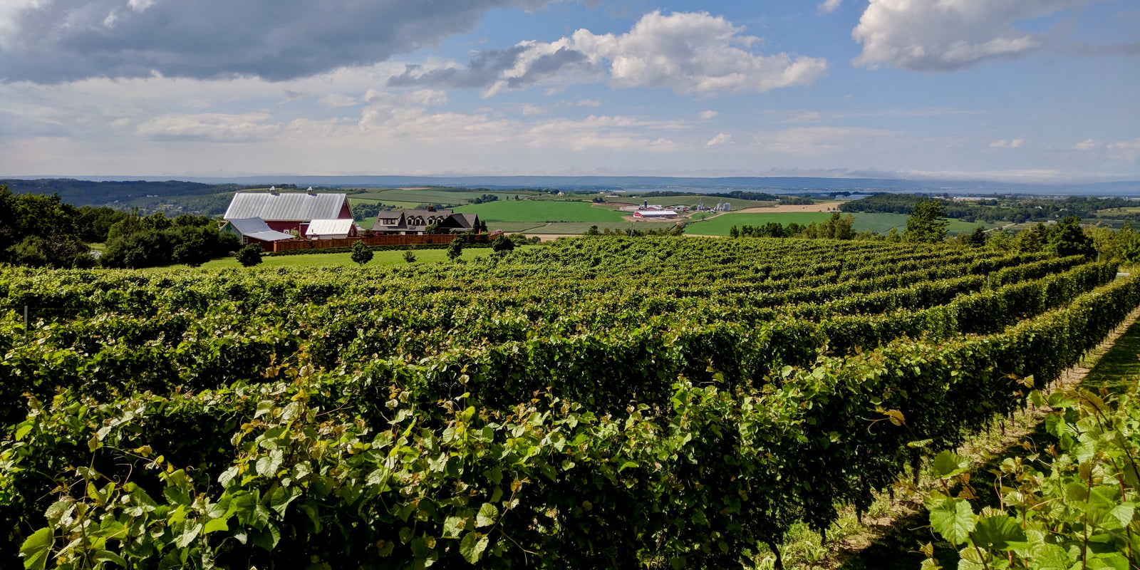 2020 Harvest Pre-Sale