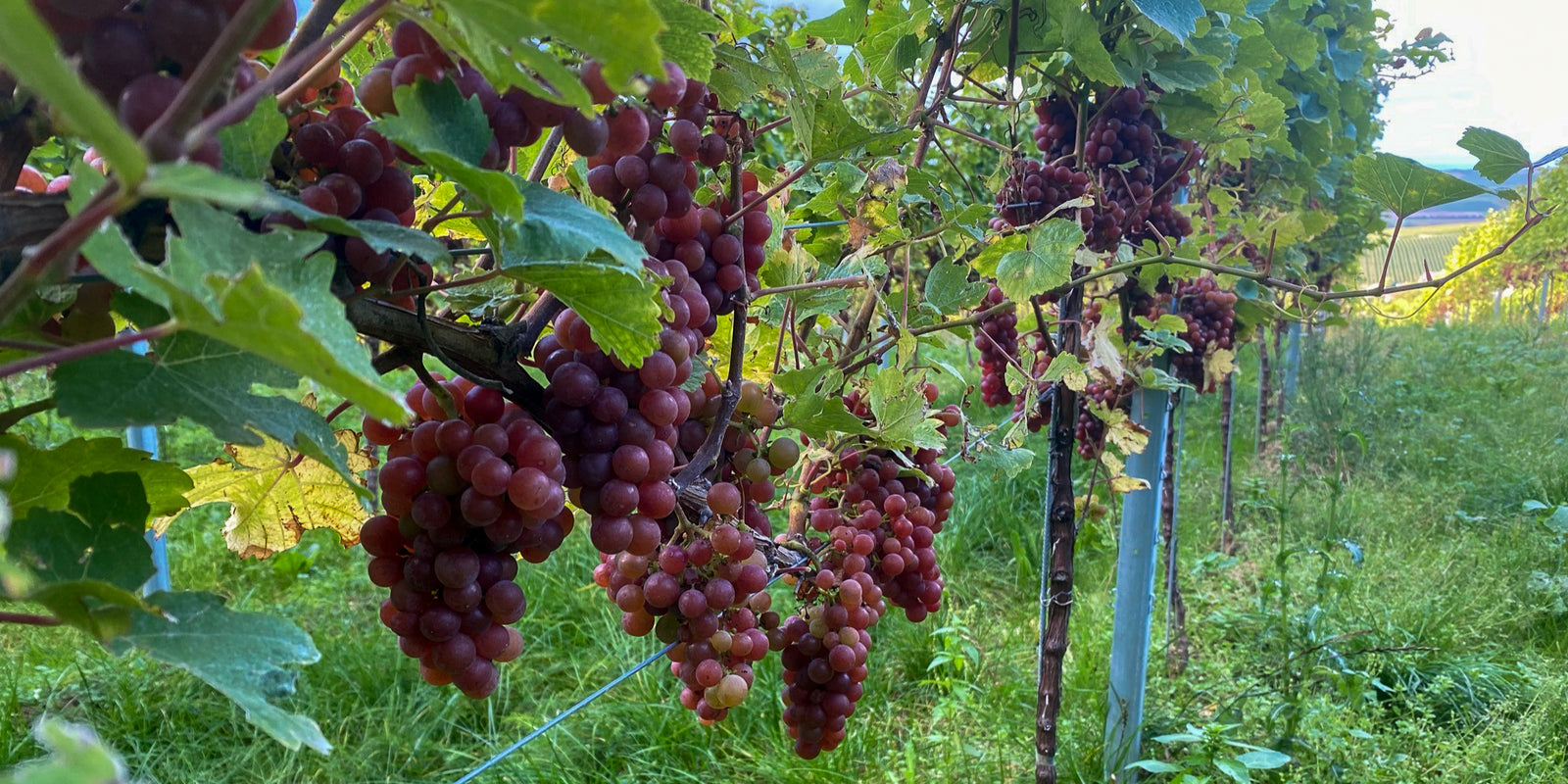 2022 Harvest Pre-Sale