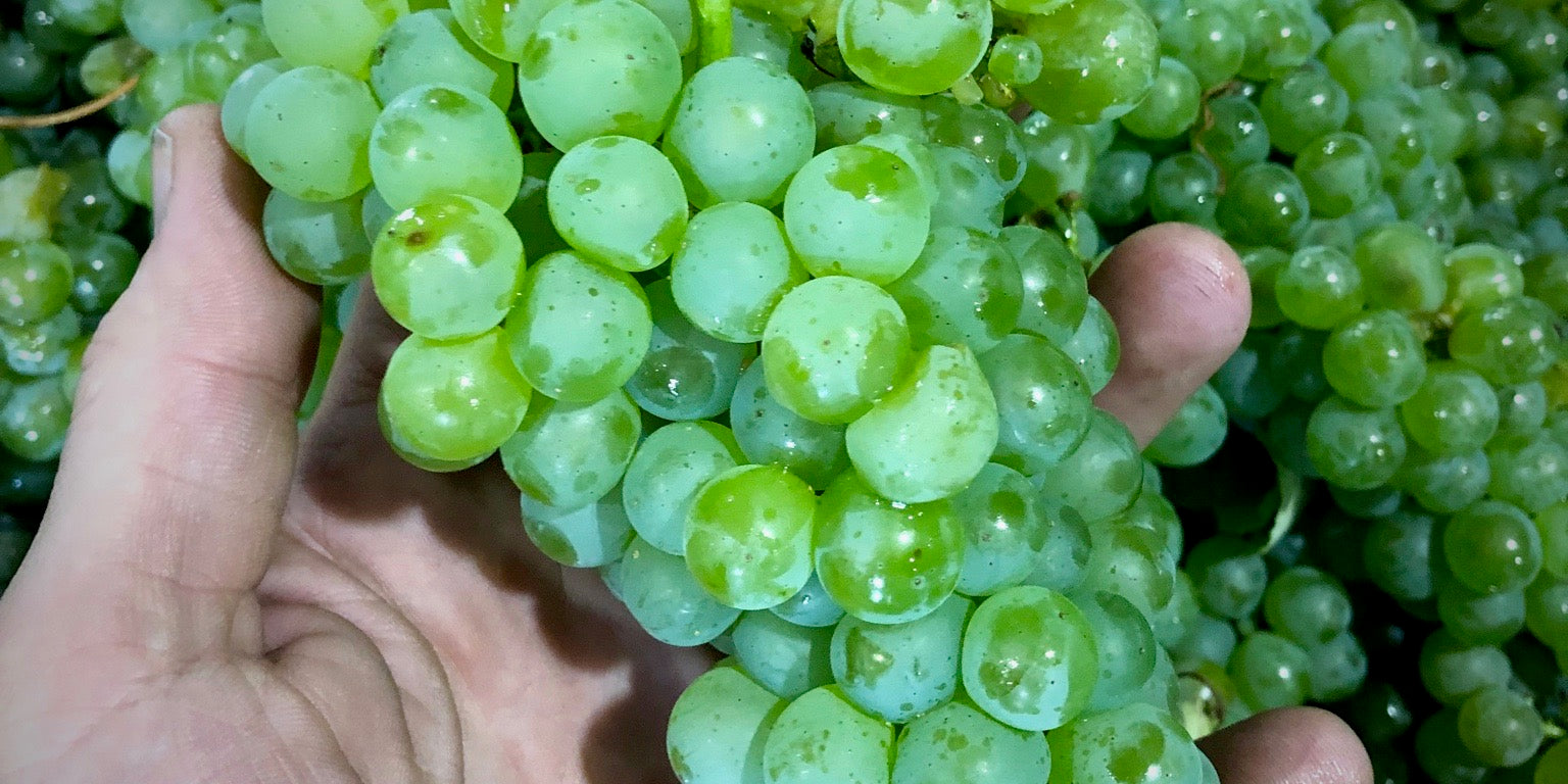 Sauvignon Blanc Grapes