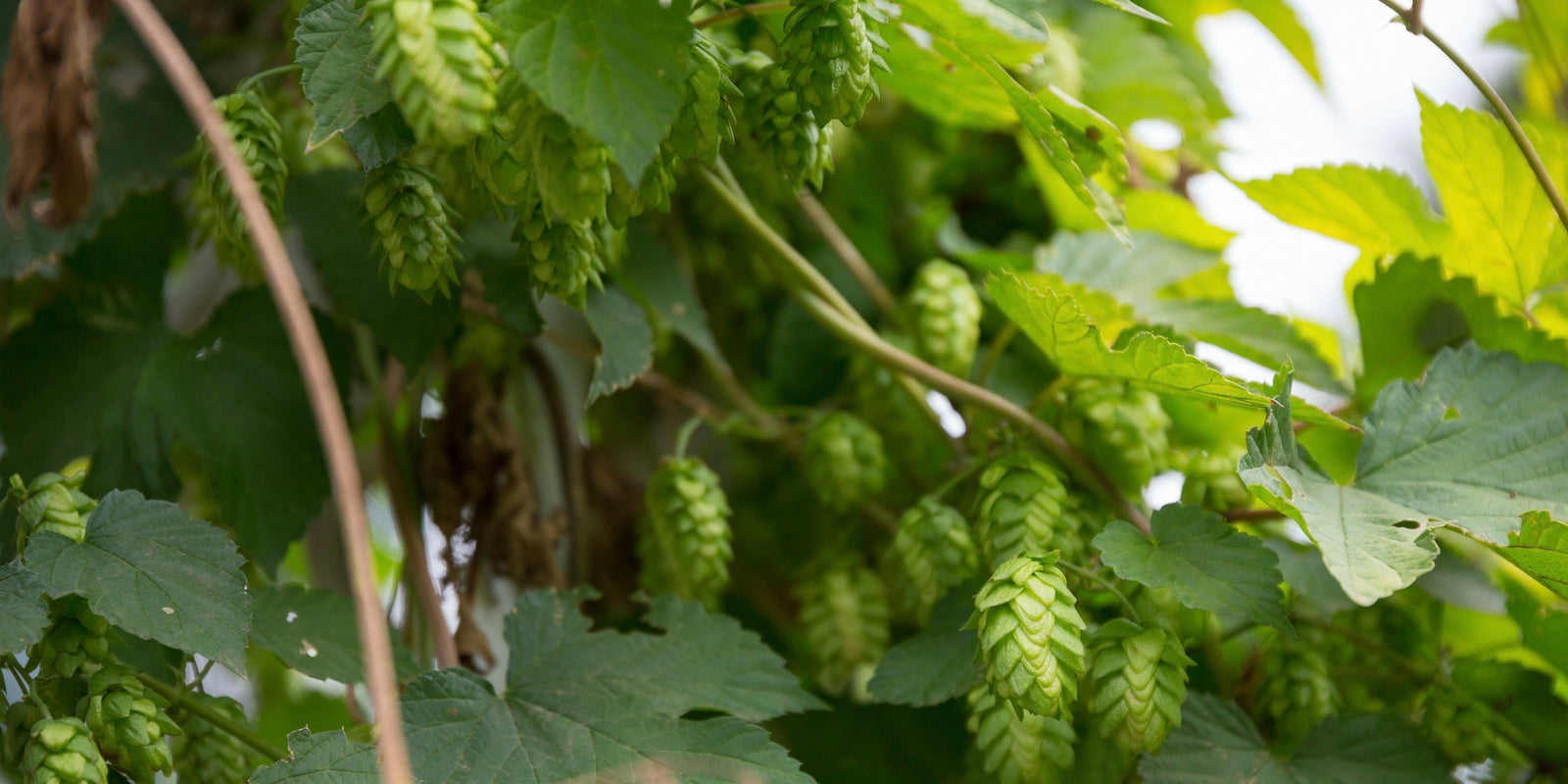 British Columbia Hops