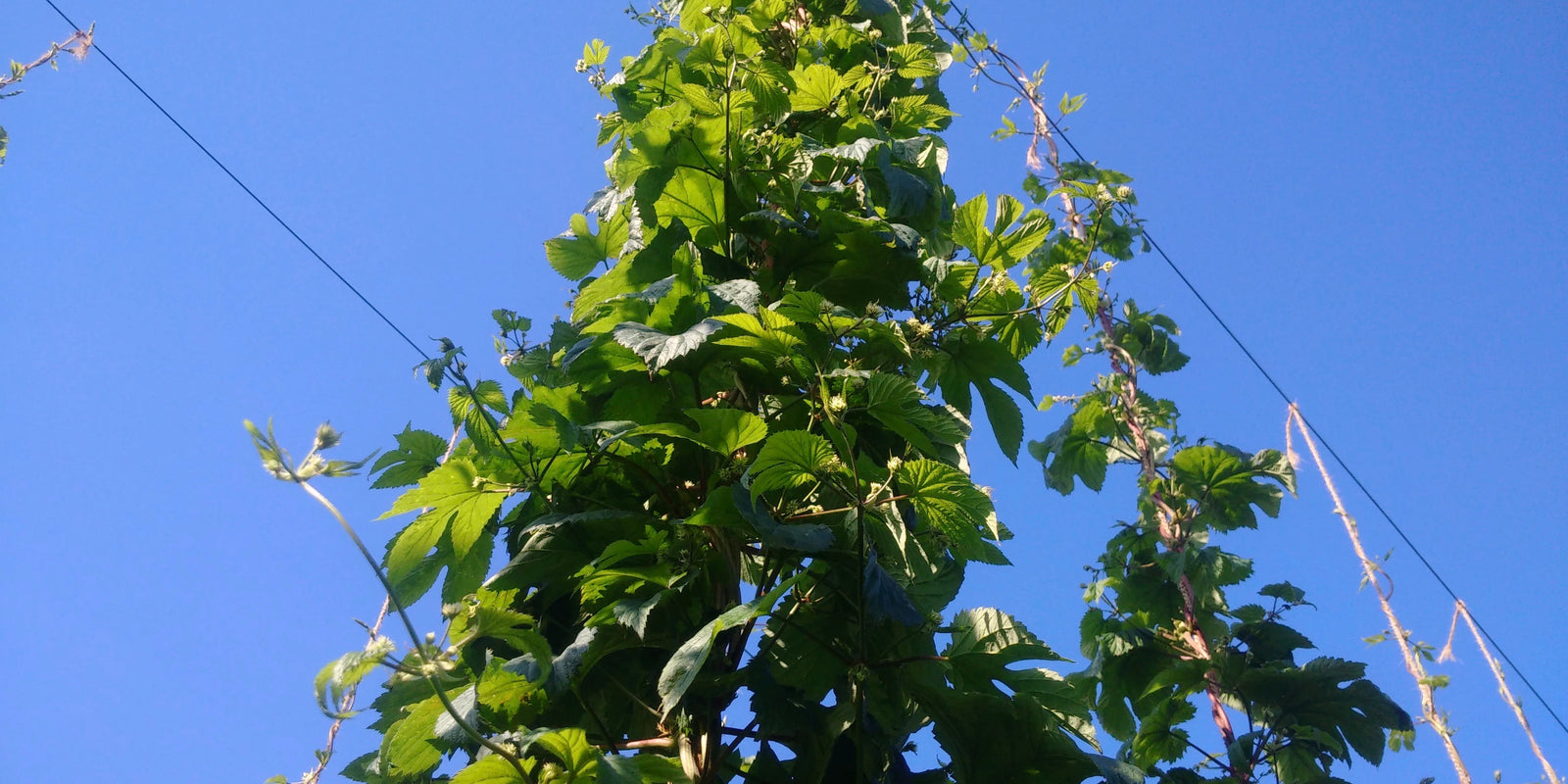 Ontario Hops