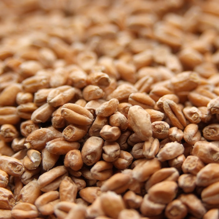 Wheat Malt - Canada