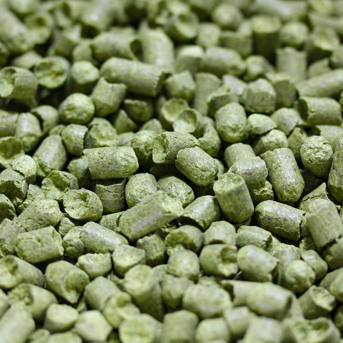 Saaz Hops