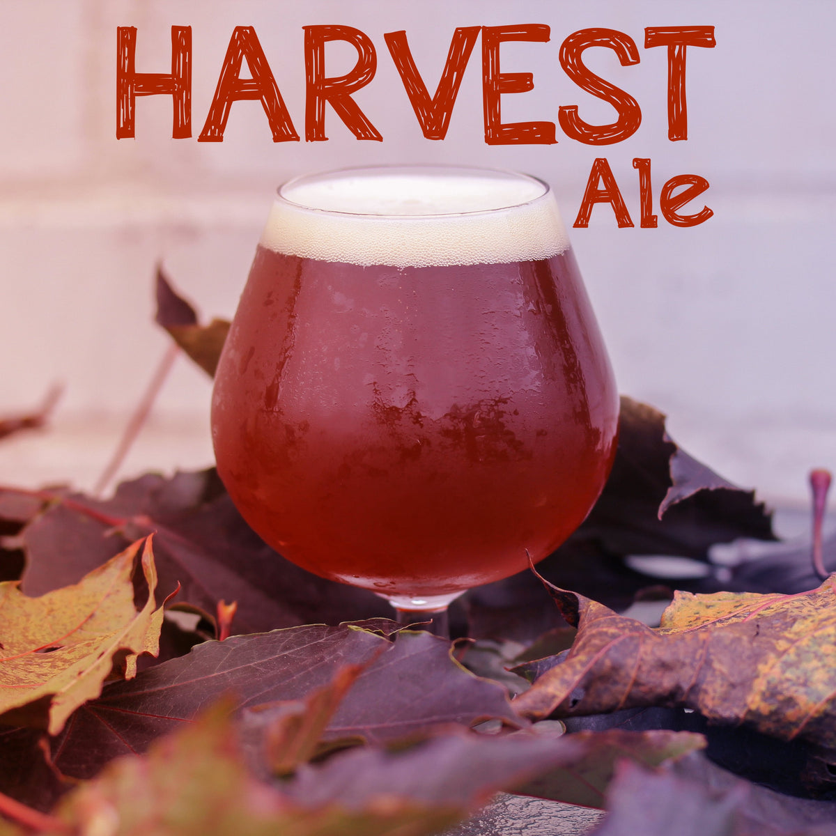 Harvest Ale