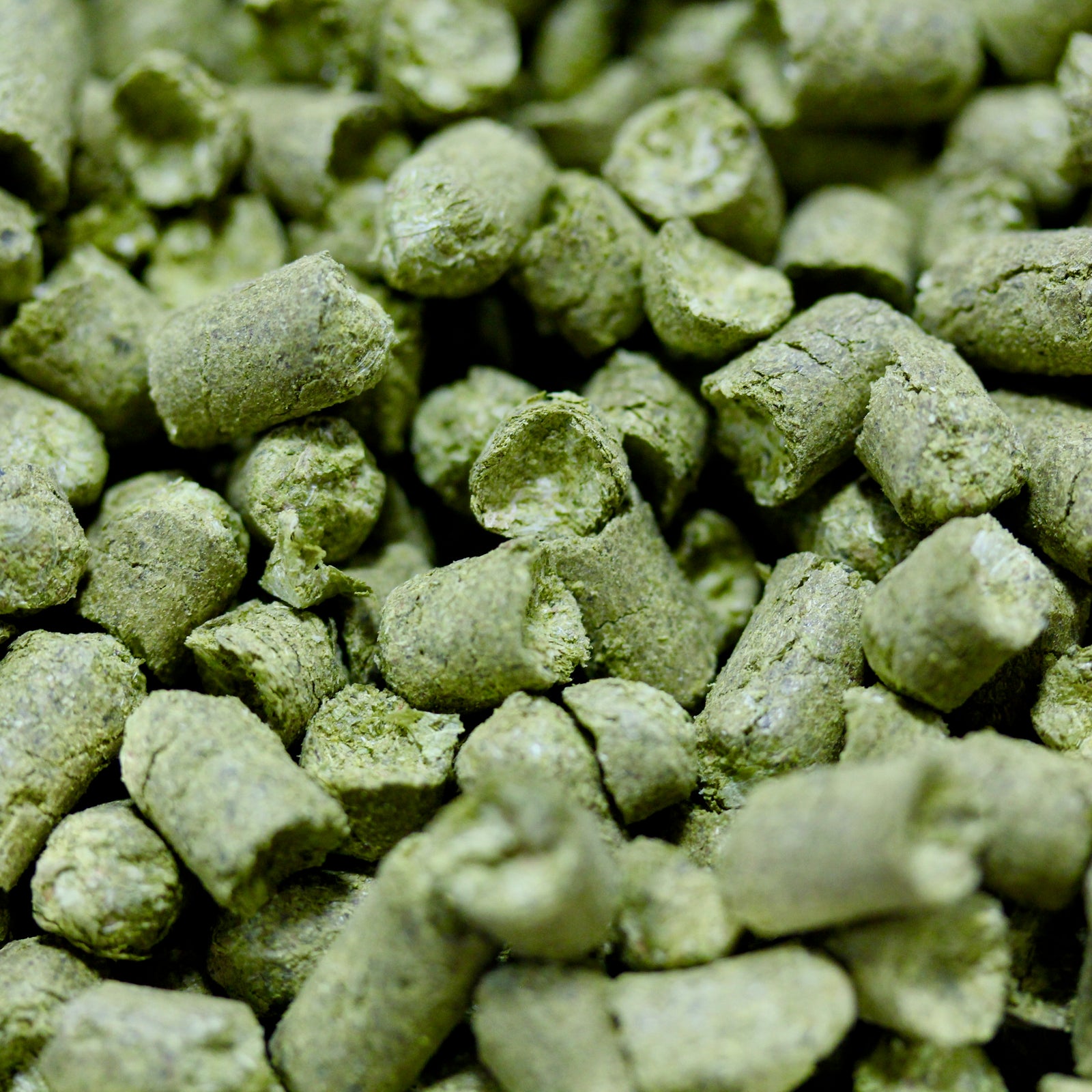 Willamette Hops