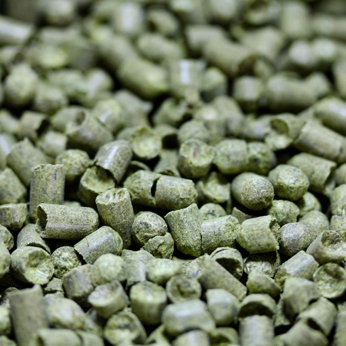 Styrian Golding (Celeia) Hops