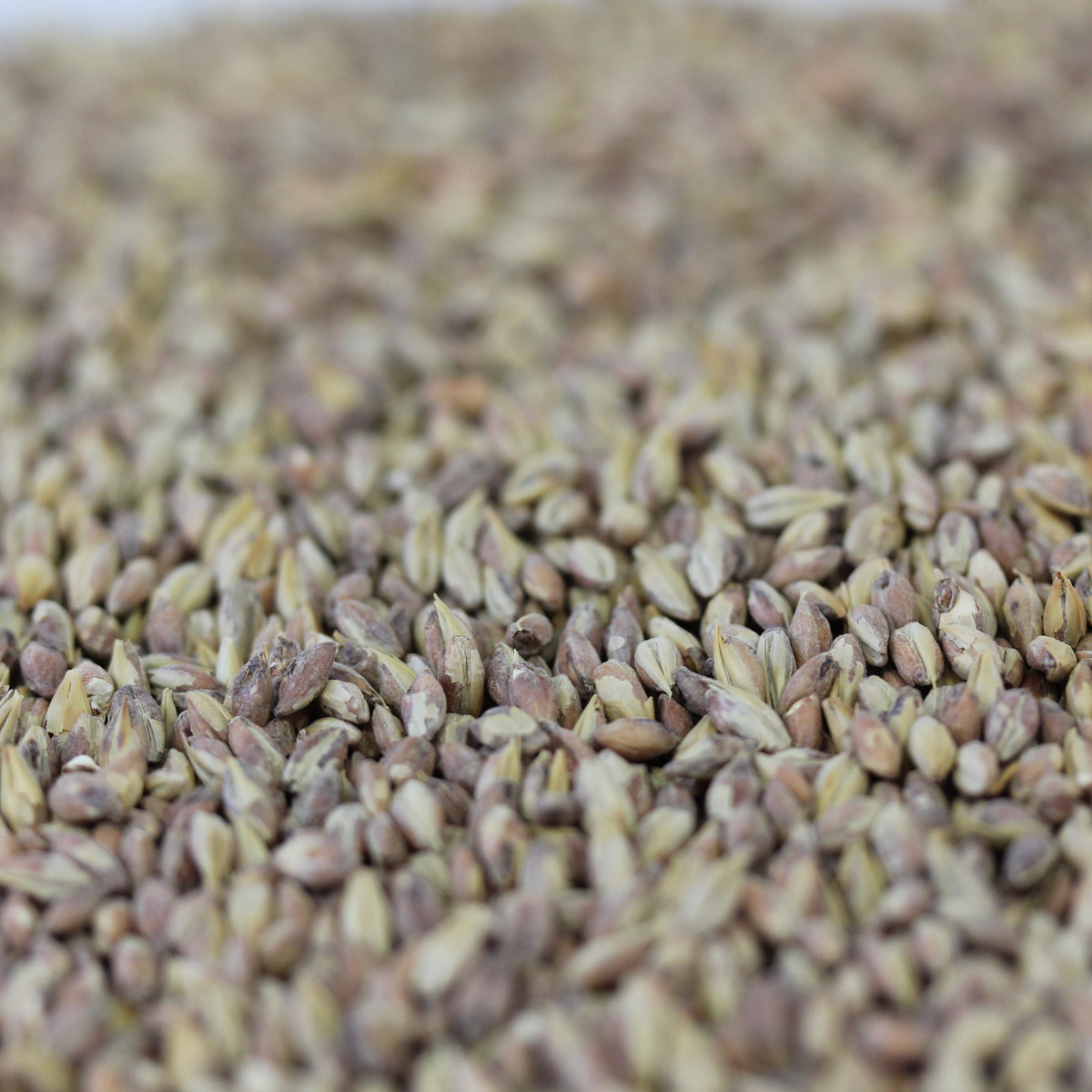 Victory Malt