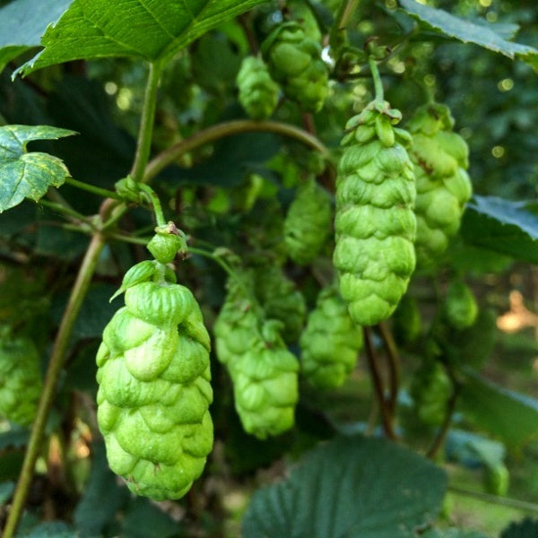 Target Hops