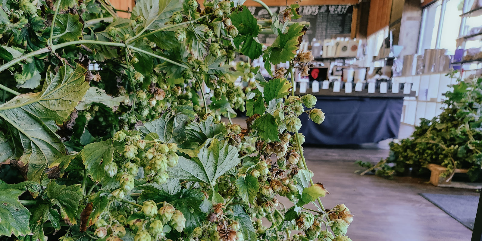 Fresh Chinook Hops for Labour Day Weekend!