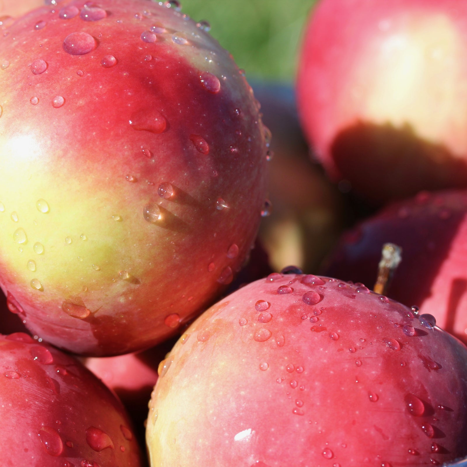 Fresh Apple Cider - 11.5L