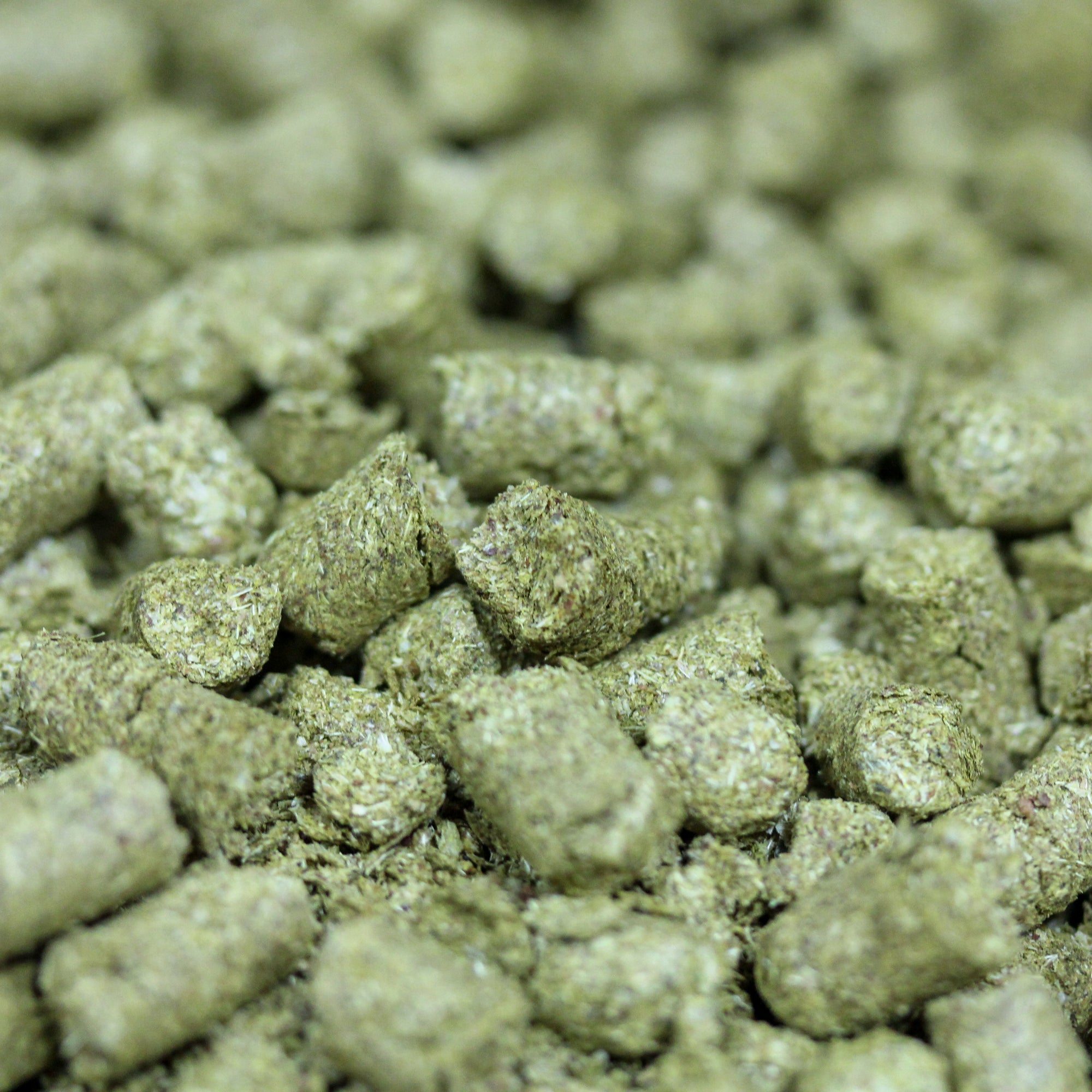 Brewers Gold Hops