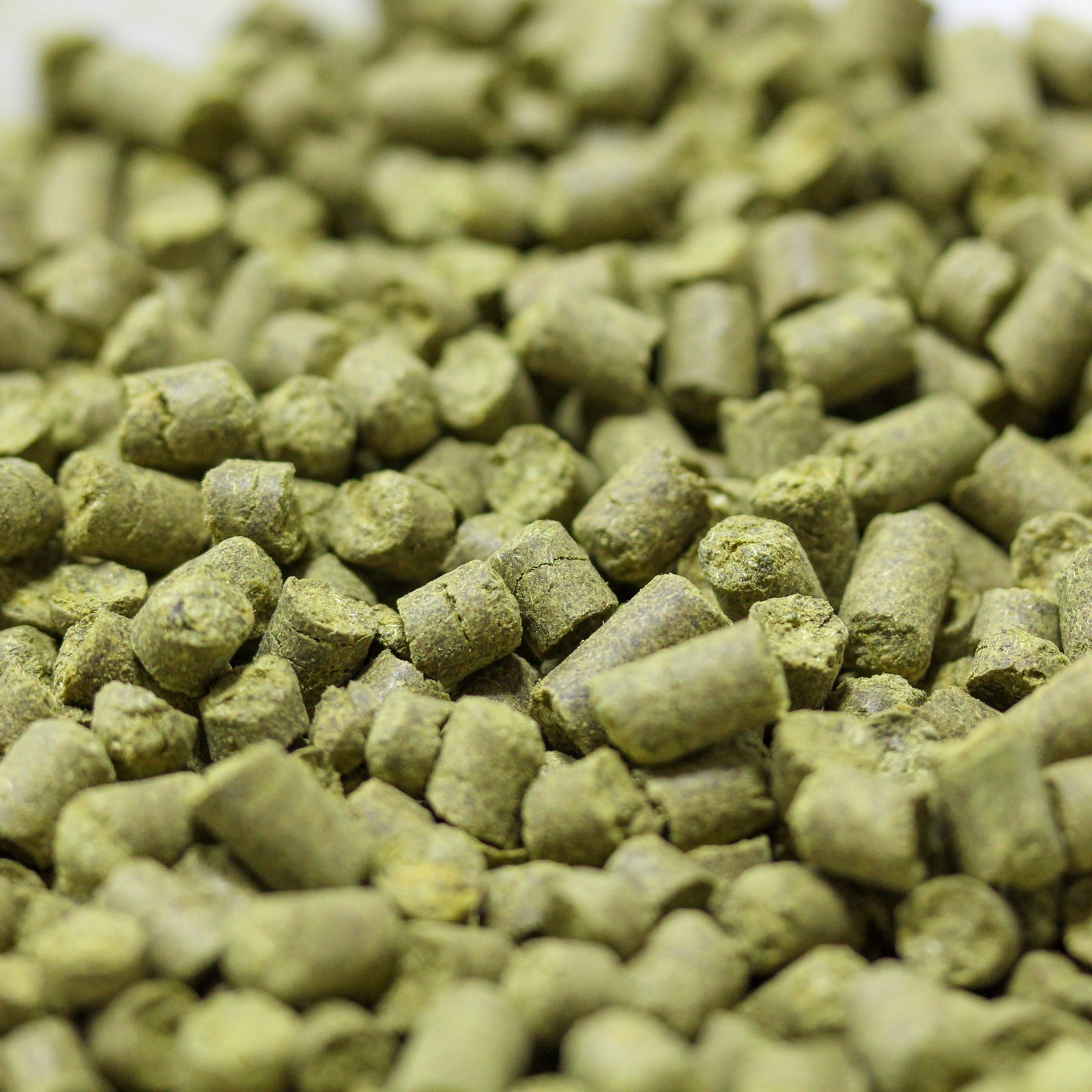 Evergreen Hops
