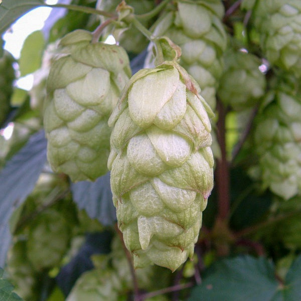 First Gold Hops